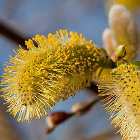 Blühendes Weidenkätzchen mit Pollen von Ester Ammerlaan