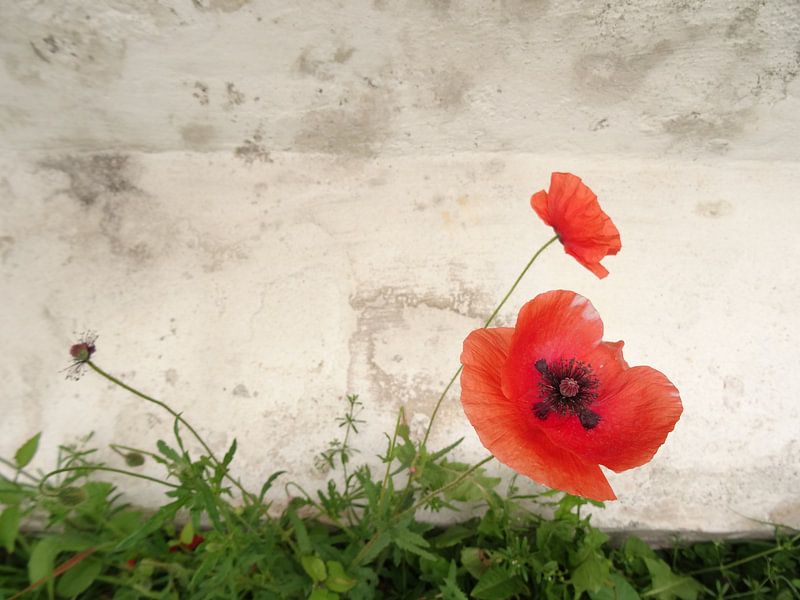 Poppies by Josef Rast Fotografie