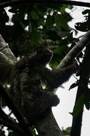 Faultiere - Das Symbol der Ruhe in Costa Ricas Nationalparks