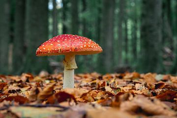 Rode paddenstoel in het bos van Jolanda Aalbers