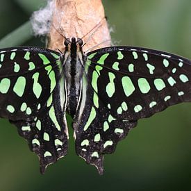 Grüner Kolibri von Matthias Brix