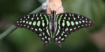 Green hummingbird by Matthias Brix