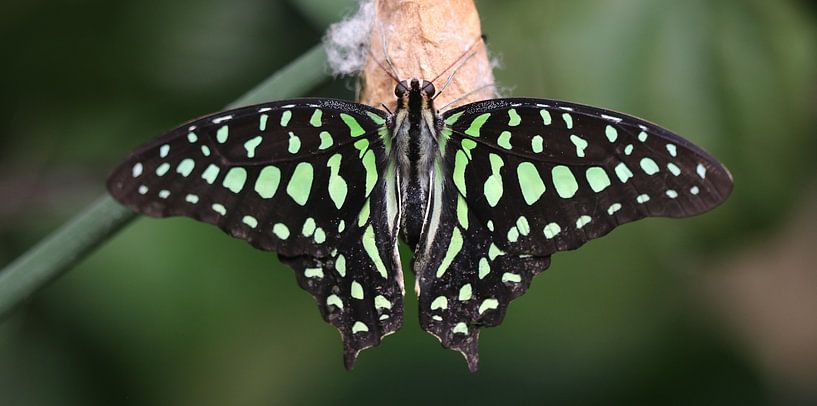 Green hummingbird by Matthias Brix