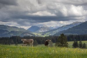 Regardez-moi au Tyrol