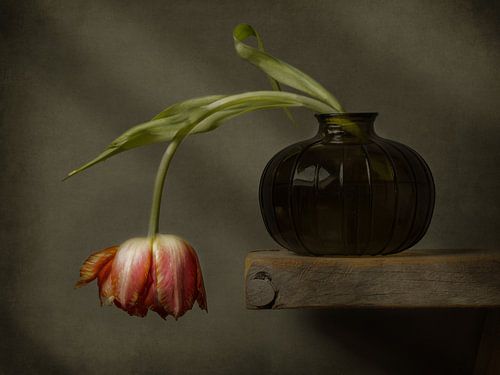 Selbst wenn sie sich neigt, bleibt die Tulpe elegant von Silvia Thiel