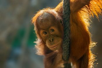 Orang Utan cub climbing a rope