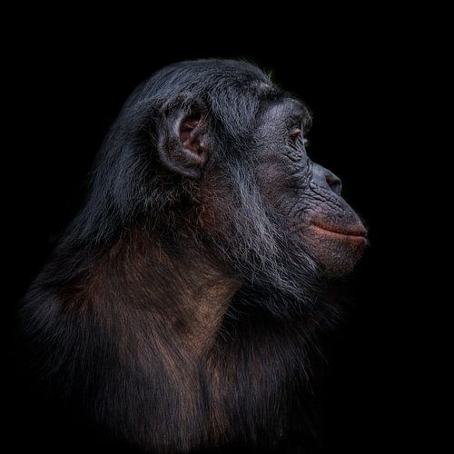 Bonobo zijkant profiel foto