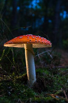 De grote rode paddenstoel