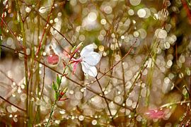 Tears by Christiane Behrmann