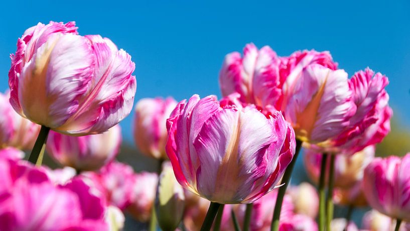 Tulips by Andre Sonderman