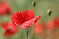 Mohn von Yvonne Blokland Miniaturansicht