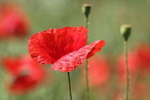 coquelicot sur Yvonne Blokland