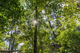 rayons de soleil dans la forêt sur Eugene Winthagen