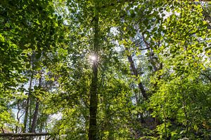 Sonnenstrahlen im Wald