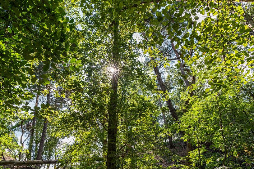Zonnestralen in het bos van Eugene Winthagen