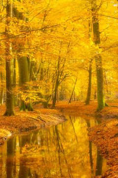 Bach in einem Buchenwald an einem schönen Herbsttag von Sjoerd van der Wal Fotografie