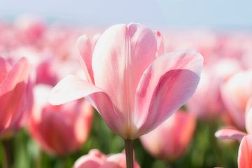 De schoonheid van bloemen, roze tinten 2 van WeVaFotografie