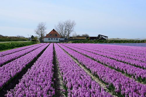 Neat rows of purple hyacinths