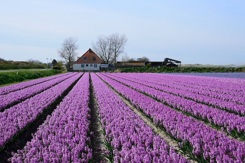 Neat rows of purple hyacinths by Frank's Awesome Travels