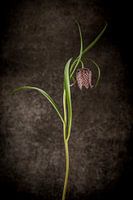Kiebitzblüten-Fritillaria