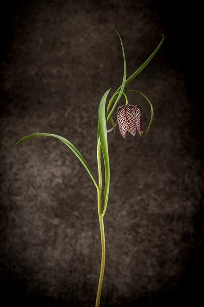 Lapwing flower fritillaria by Mevrouw KiekkieK