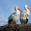 Ooievaarspaar op nest van Beschermingswerk voor aan uw muur