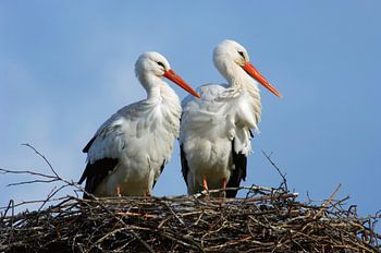 Storchenpaar im Nest