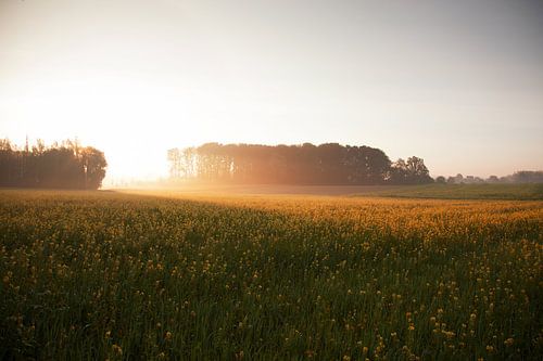 Morgendämmerung in blühender Pracht