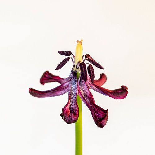 Tulp