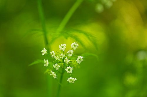 Fluitekruid in bloei
