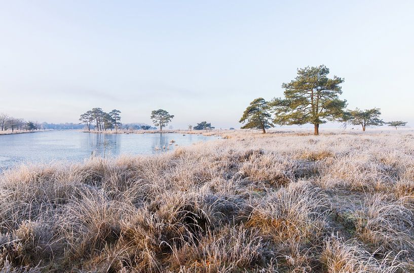 Nature reserve National Park Dwingelderveld (Drenthe) - Netherlands by Marcel Kerdijk
