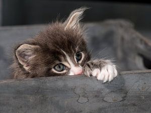 Kitten serie II