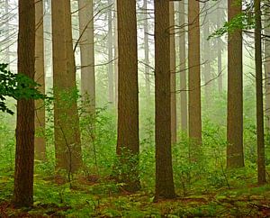 Stammen im Wald