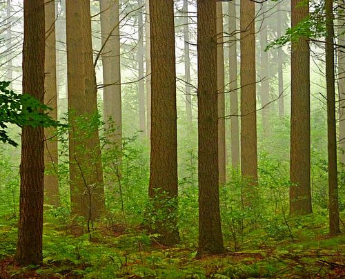 Tribes-Heads (Tribes in the forest)