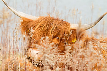 Natuur | Schotse Hooglander -  Eiland Tiengemeten