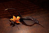withered pod with leaves