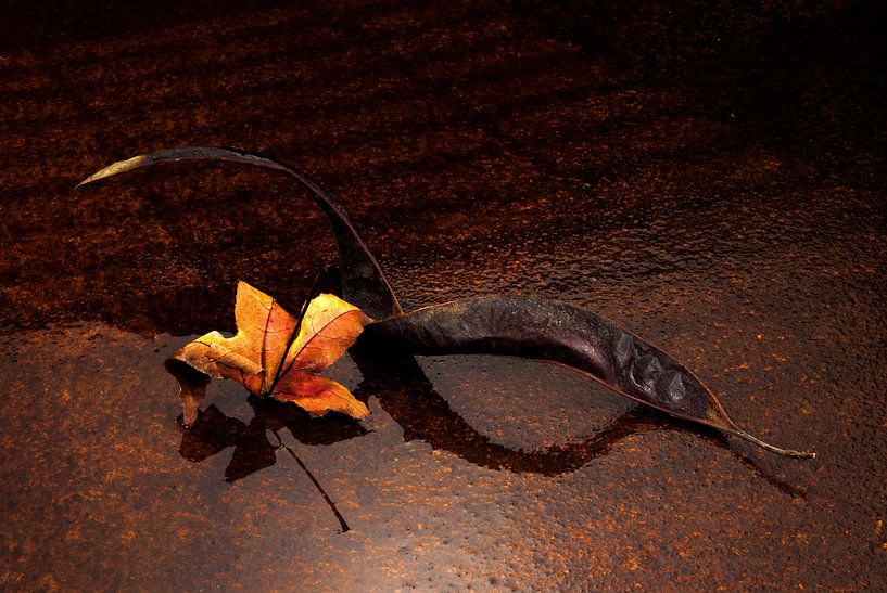 withered pod with leaves by Gerhard de Wit