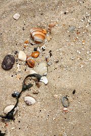 Schelpen op het strand by Margreet Frowijn