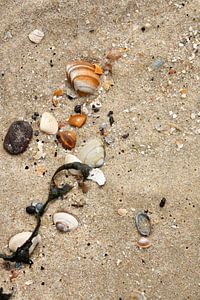 Schelpen op het strand