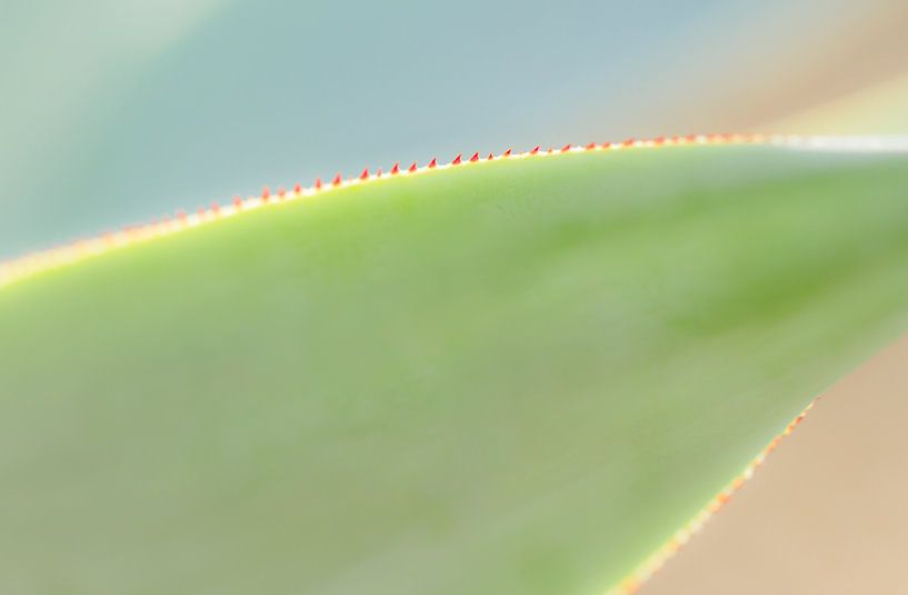 Cactus by Thea Teijgeler