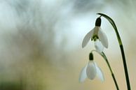 Perce-neige, fleur de l'espoir par Gonnie van de Schans Aperçu