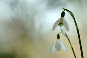 Sneeuwklokje, bloem van de hoop van Gonnie van de Schans