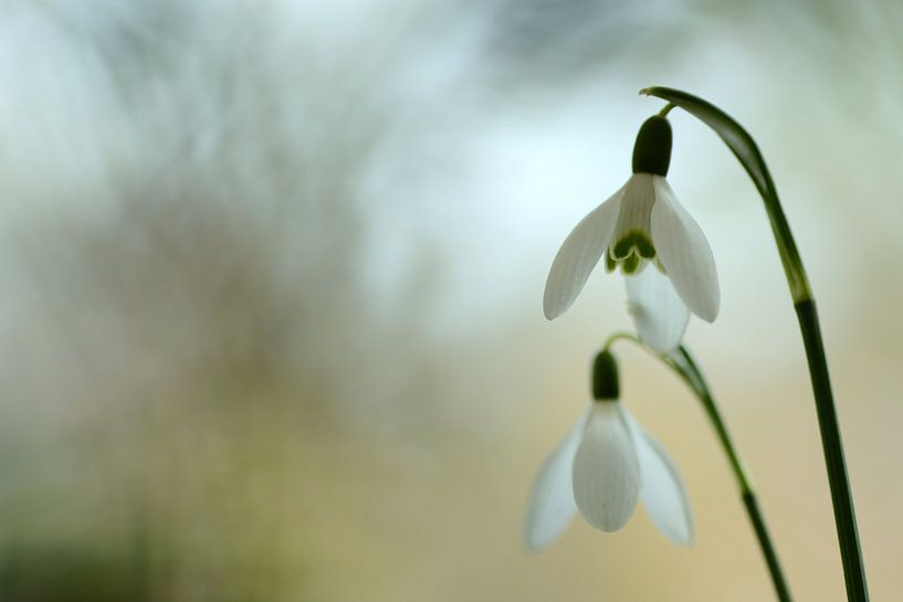 Perce-neige, fleur de l'espoir par Gonnie van de Schans