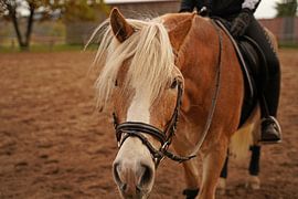 Photoshooting with light brown Haflinger with beige mane