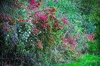 Baies rouges sur les buissons par FotoGraaG Hanneke Aperçu