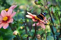 A lunching butterfly.