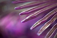 Beautiful shape of purple leaves perfect wall decoration