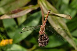 _DSC9055 von Bart Verdijk