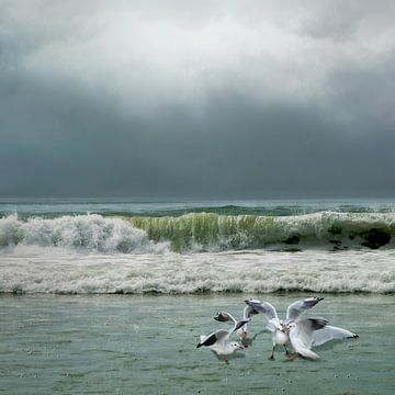 Island feeling - sea - seagulls by Hannie Kassenaar