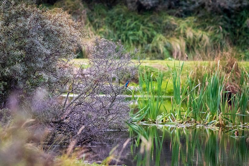 Eisvogel auf einem Zweig über seichtem Wasser von Marcel Alsemgeest